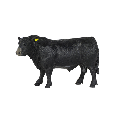 model black cow on white background