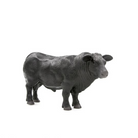 black cow on white background
