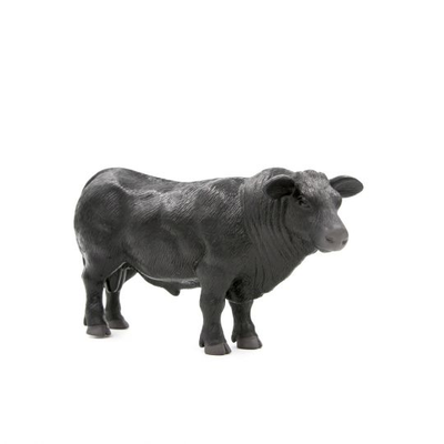 black cow on white background